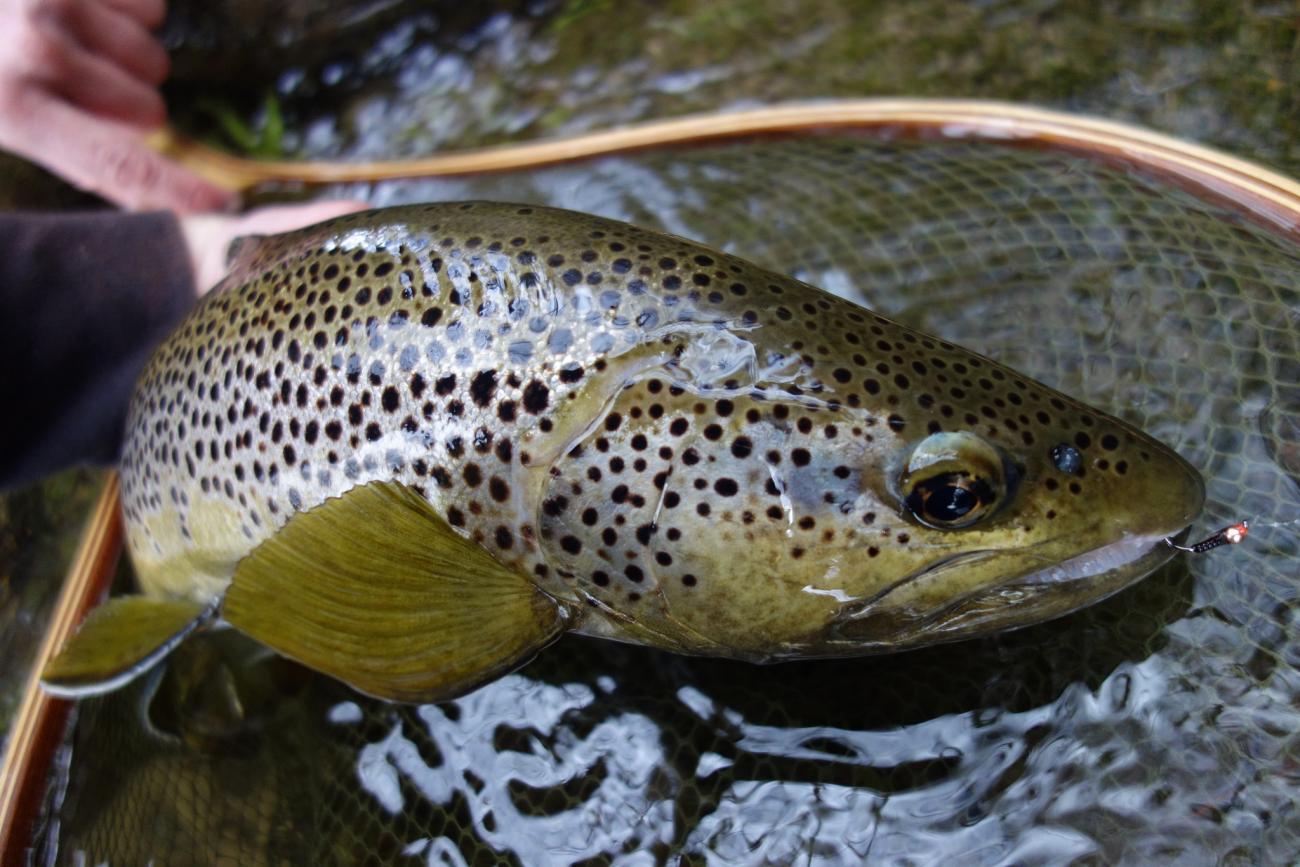 La Truite Un Poisson Que Rien N'arrête Nymphe au toc en grandes rivières des Pyrénées | Truites & Cie